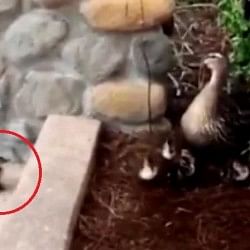 Duckling falls many times while climbing up a step, internet users loves this video