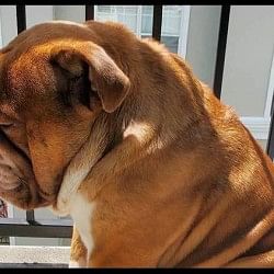 sad big poppa become internet sensation in now days