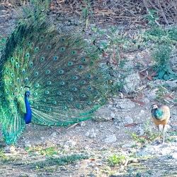 viral video of peacock dance on sasural genda phool to impress peahen