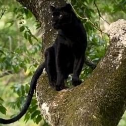 viral video of  black panther sitting on tree social media users users reminded mogli friend Bagheera