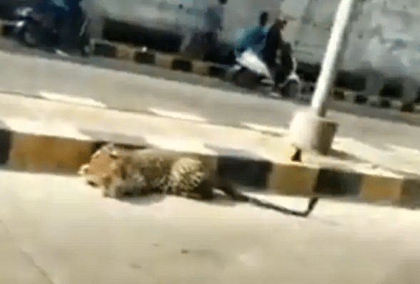 leopard relaxing on hyderabad street