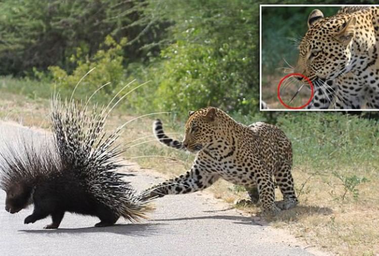 Viral Video Of Leopard Vs Porcupine Fight Captured On Camera इस जानवर