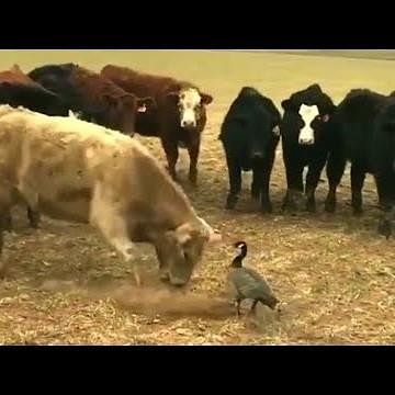 Viral Video Of Brave Goose Stand Up Against A Group Of Furious Cow ...