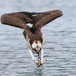 Amazing perfectly timed sports funny photos perfect timing photos