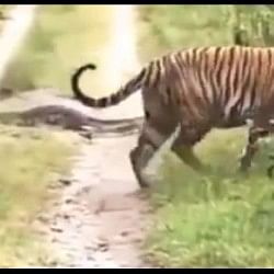viral video of python who stop a way of tiger tiger leaves path