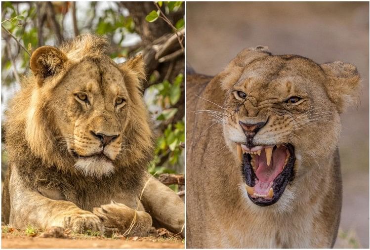 Viral Video Fight Between Lion And Lioness People Did Funny ...