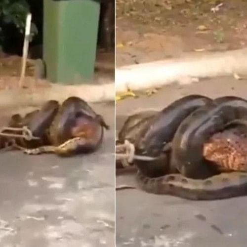 Viral Video Of Anaconda Wrapped Around A Alligator And Trying To Swallow -  मगरमच्छ को निगलने जा रहा था Anaconda, फिर हुआ कुछ ऐसा... देखें Viral Video  - Firkee.in
