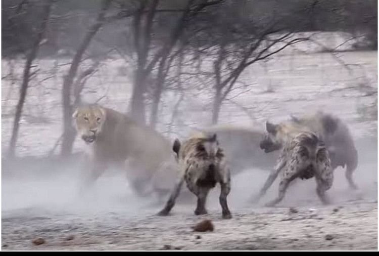 viral video of Hyena group attack on lioness see how lion group take revenge