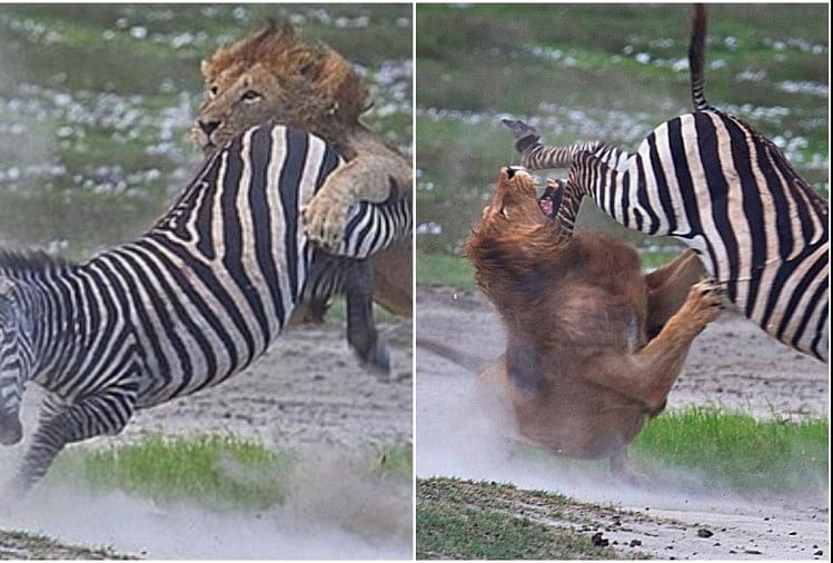 viral video fight between zebra and lion people did hilarious comment on it