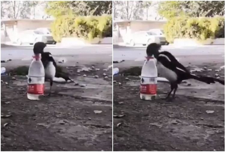 viral video