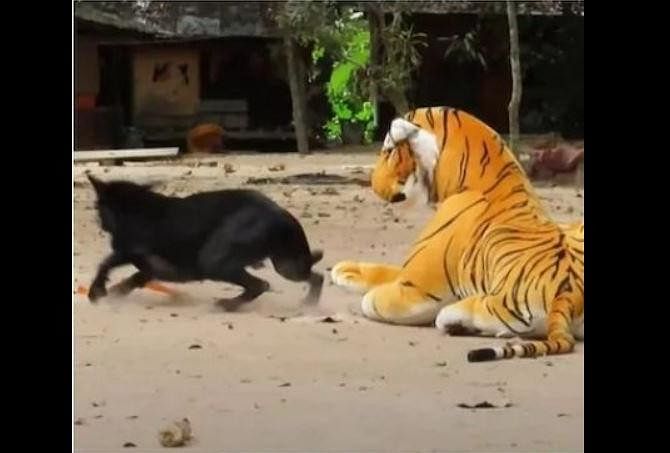 viral video of fake tiger prank on dog and monkey users cant stop laugh after ssing this video