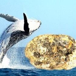 know why whale vomiting is precious then gold and diamond