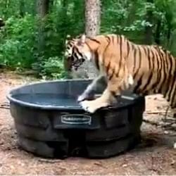 viral video of tiger taking bath in tub people did hilarious comment on it