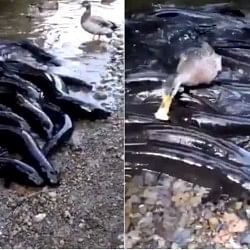 viral video of fishes eating fooder where duck shows their daring people did hilarious comment