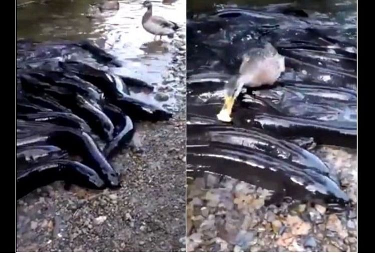 viral video of fishes eating fooder where duck shows their daring people did hilarious comment
