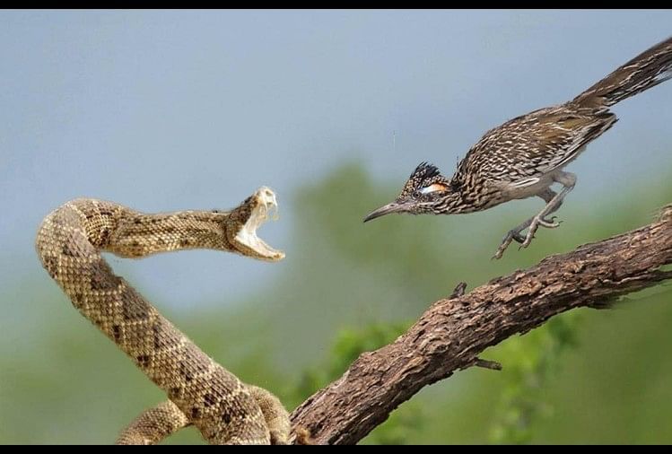 viral video of roadrunner hunts venomous snake video gone viral on social media