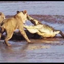 viral video of lion and crocodile fight will shock you people did hilarious comment on it