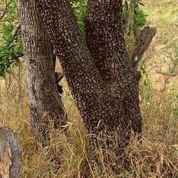 can you find leopard in this viral photo people did hilarious comment on it