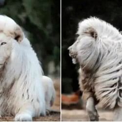 know the story of simon needham Rare White Lion with Majestic Lustrous Mane