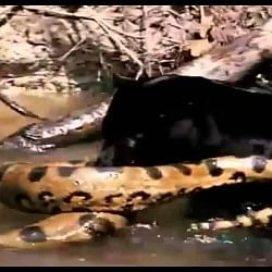 viral video of anaconda fight between jaguar people did hilarious comment on it