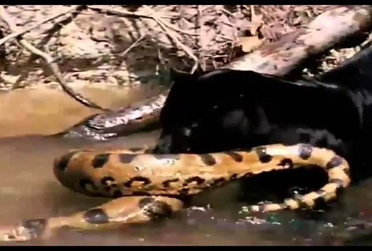 Viral Video Of Anaconda Fight Between Jaguar People Did Hilarious