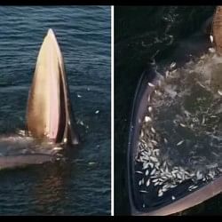 viral video of Edens whale trap people give will shock to see it