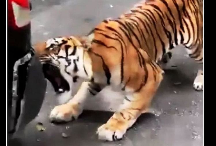 viral video of tiger who pulling tourist vehicle people were shock after see his strength