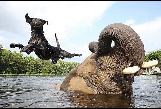 viral video of friendship between elephant and dog people did hilarious comment on it