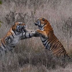 viral video of tigers fight tourist capture this moment people will shock after see it