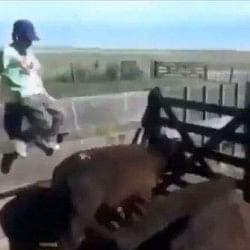 viral video of child who kicked buffalo and animal take revenge in superb way