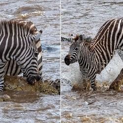 viral video of crocodile who attack on zebra people says save life by luck