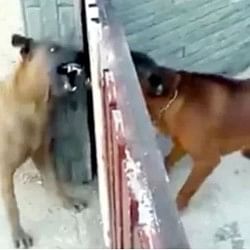 viral video of dogs barking in behind gate see what happen next people did hilarious comment on it