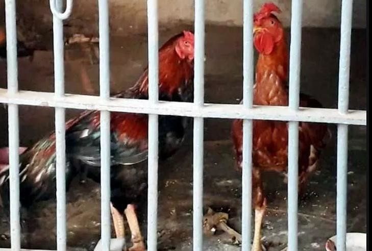 know the story of telangana roosters who behind bars because of roosters