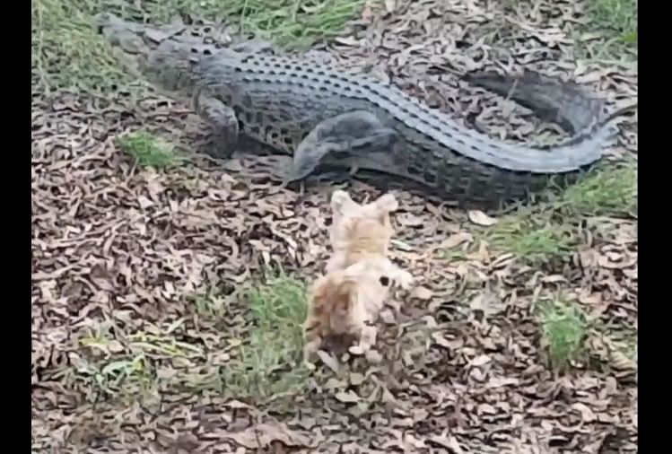 viral video of puppy and a crocodile people did hialrious comment on it