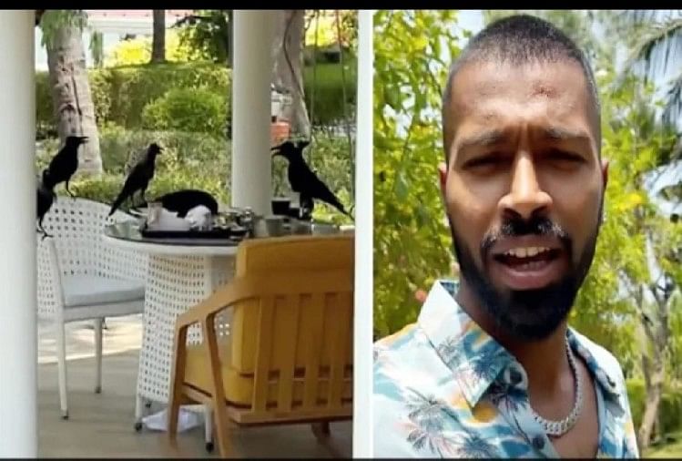 Crow attacked on the food of Hardik Pandya video is going viral on social media