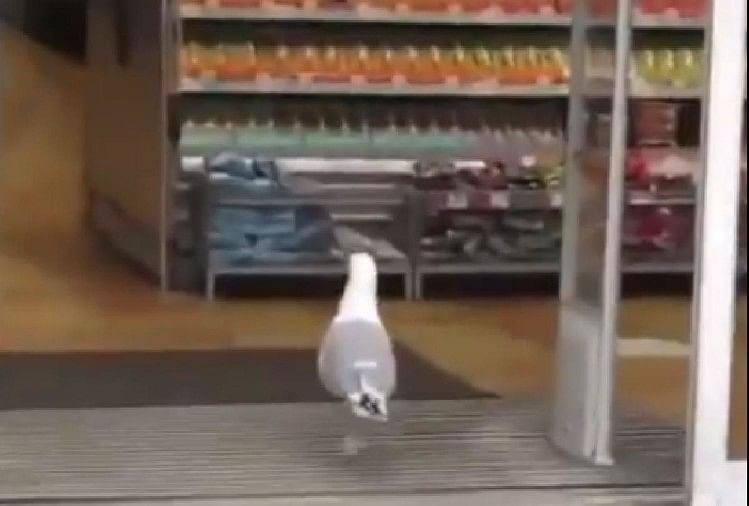 Bird stole a packet of chips inside the shop video is going viral on social media