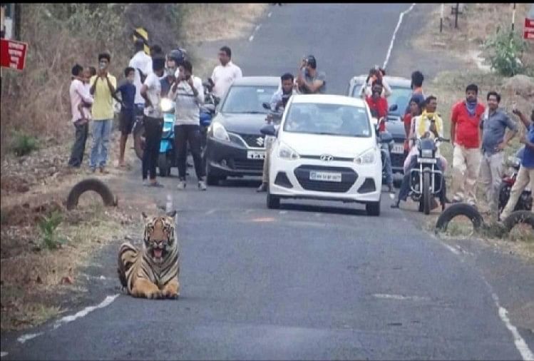 Tiger sitting on the middle of the road ifs officer susanta nanda shared the photo