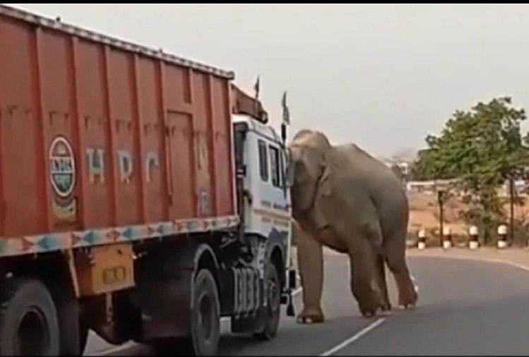 Shocking Video Elephant Attacked On Truck Driver Video Goes Viral