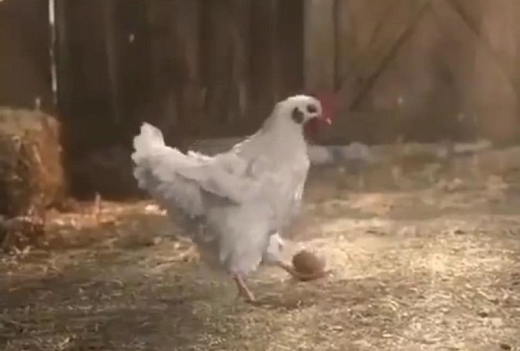 Chicken did amazing stunt with an egg IPS officer gave epic reaction see video