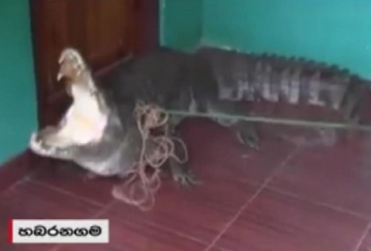 Huge Crocodile came in the house in Sri Lanka rescuers struggle to capture it see video