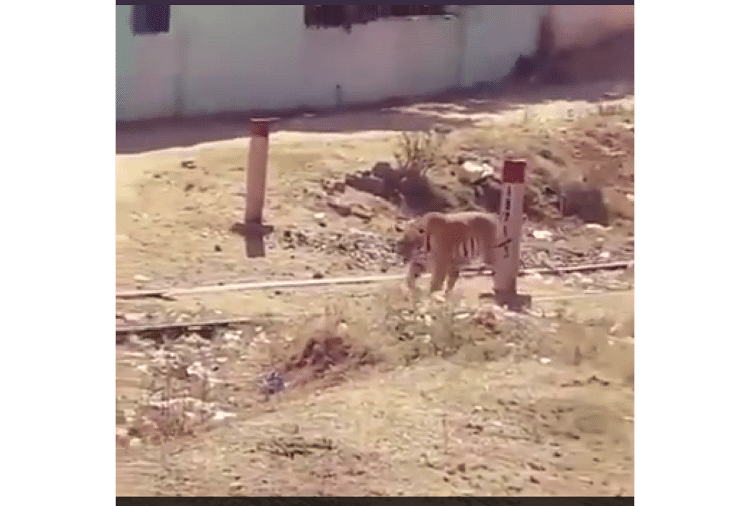 Tiger walking on rail track people gave funny reaction watch viral video