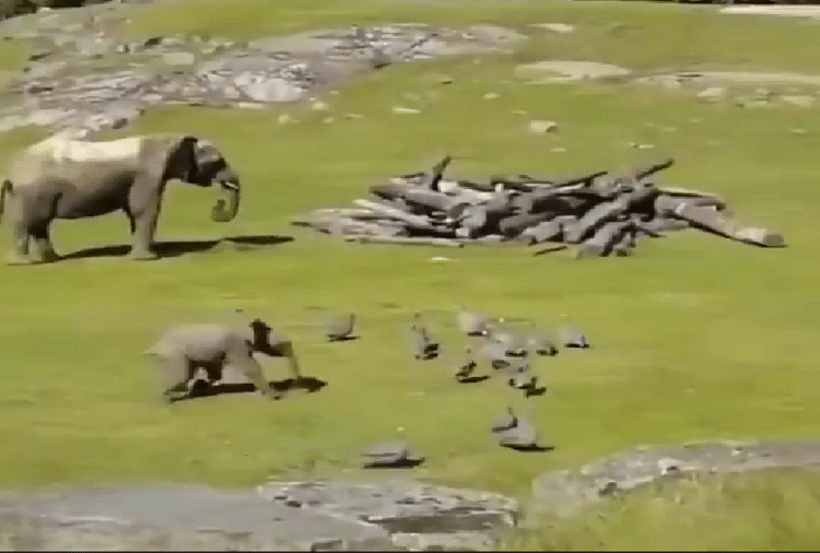 Little elephant baby is having fun with ducks watch viral video