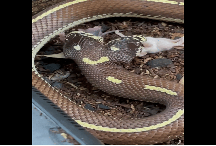 Two headed snake swallowed rat video viral on social media