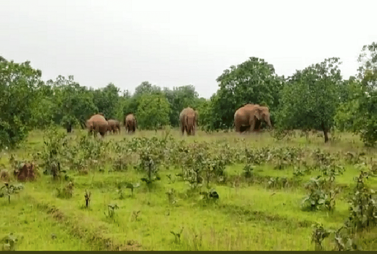 Elephant  trumpet is heavier than lion's roar watch this trending video elephants are chirping loudly