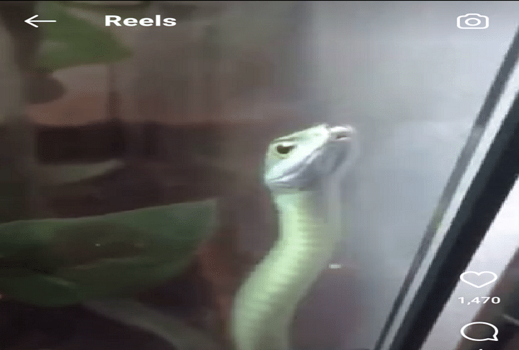 Snake dances in front of the mirror watch viral video