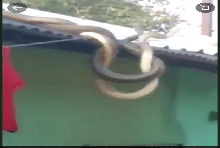 naag aur nagin ka prem courtship  snakes falling in love on roof video went viral
