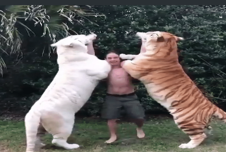 man feeding milk two tigers with a bottle scary video goes viral