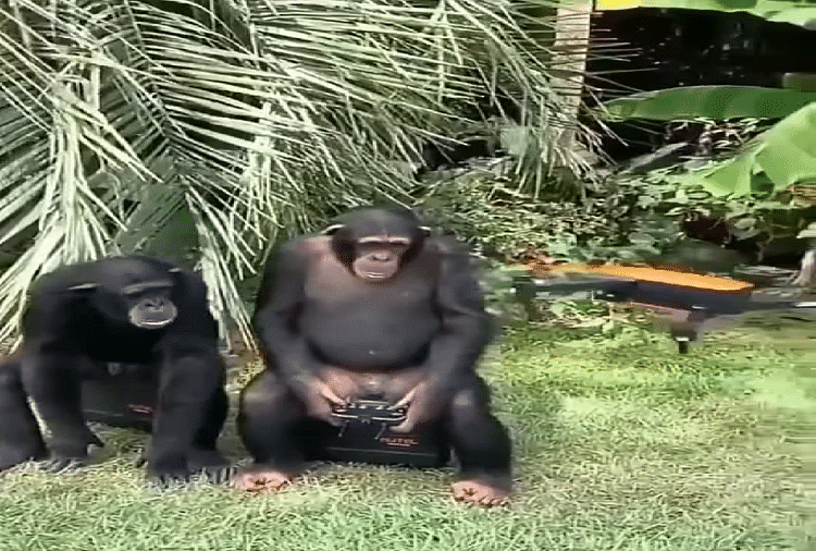 chimpanzee seen flying a drone in the forest shocking video goes viral on social media