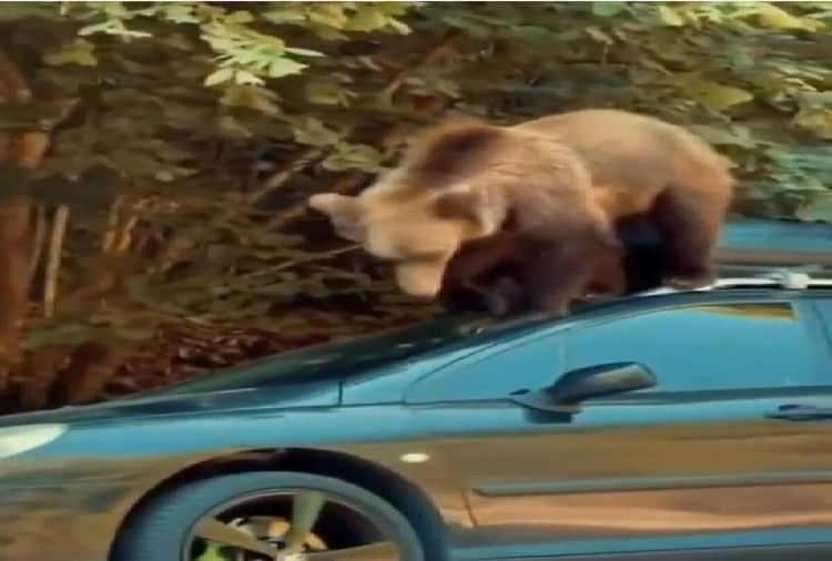bear climbed on top of the car see what happened next in viral video on social media