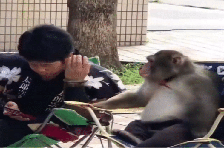 monkey showed shuman intelligence for mobile video goes viral on social media